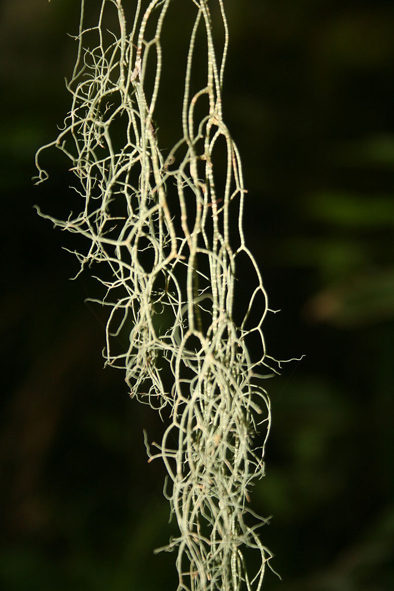 Image of genus Usnea specimen.