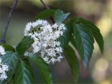 genus Viburnum. Соцветие и листья. Абхазия, г. Сухум, Сухумский ботанический сад. 14.05.2021.