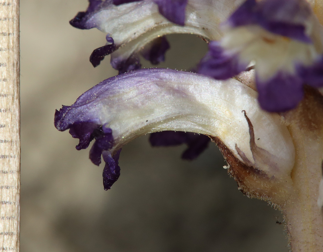 Image of Orobanche cernua specimen.