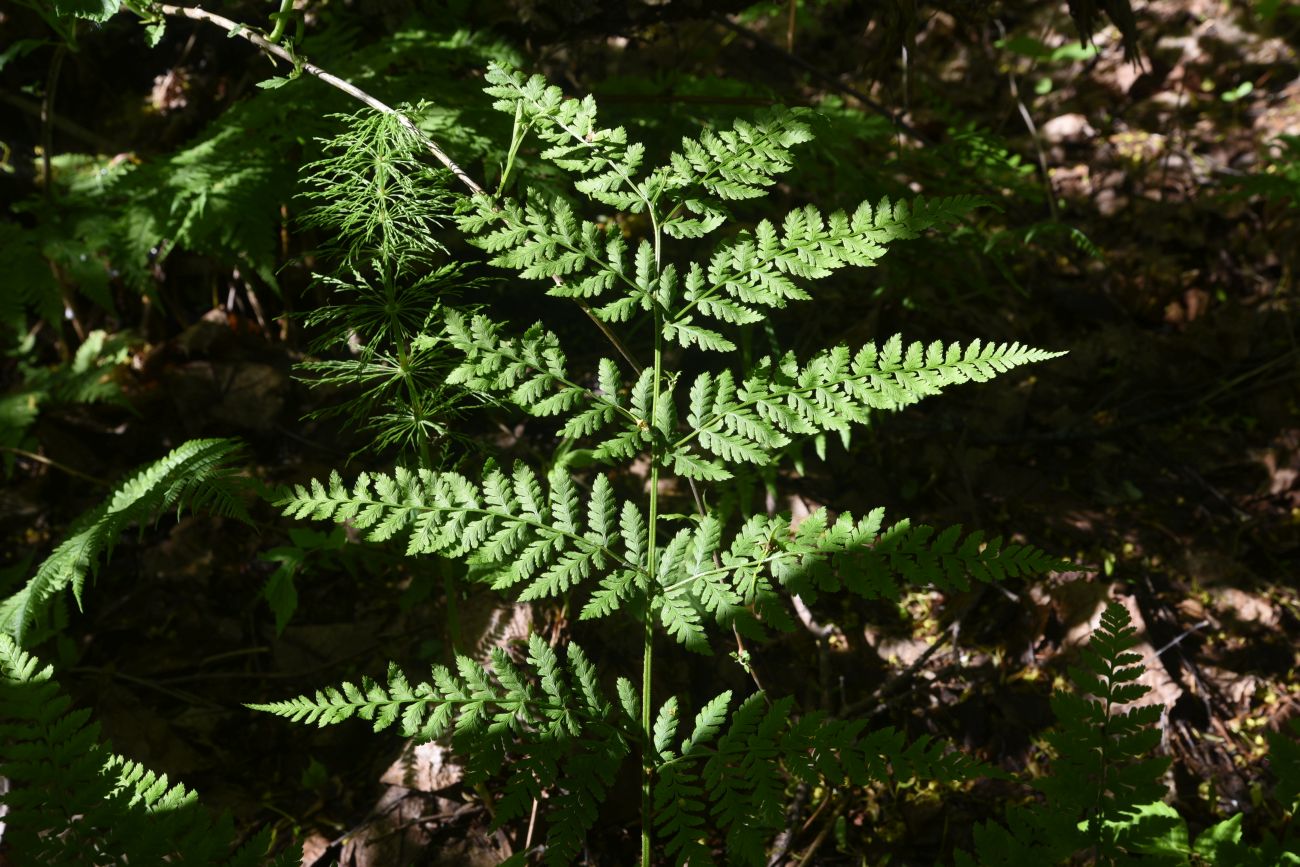 Изображение особи Dryopteris carthusiana.