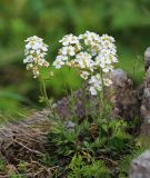 Draba cardaminiflora. Цветущее растение. Приморский край, Дальнегорский ГО, окр. с. Рудная Пристань, 1 км к юго-юго-западу от мыса Бриннера, приморские скалы. 12.06.2022.