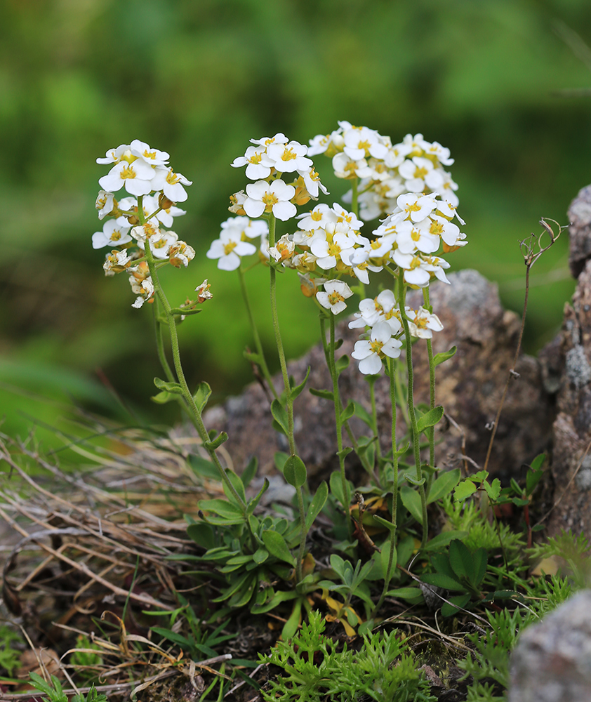 Image of Draba cardaminiflora specimen.