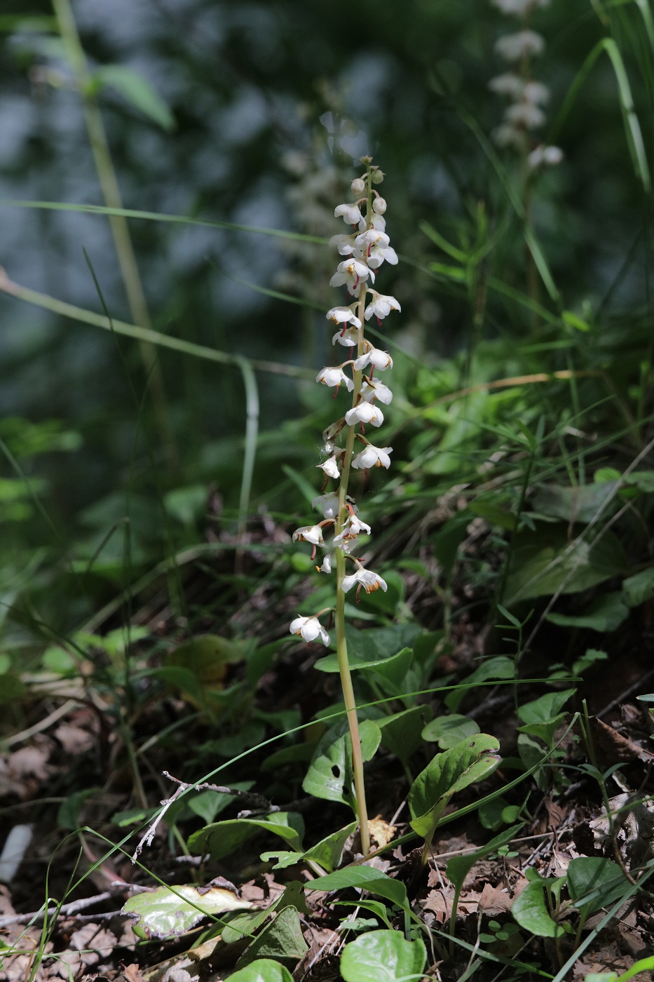 Image of Pyrola rotundifolia specimen.