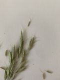 Bromus japonicus