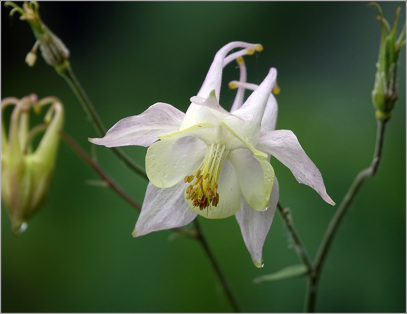 Image of Aquilegia vulgaris specimen.