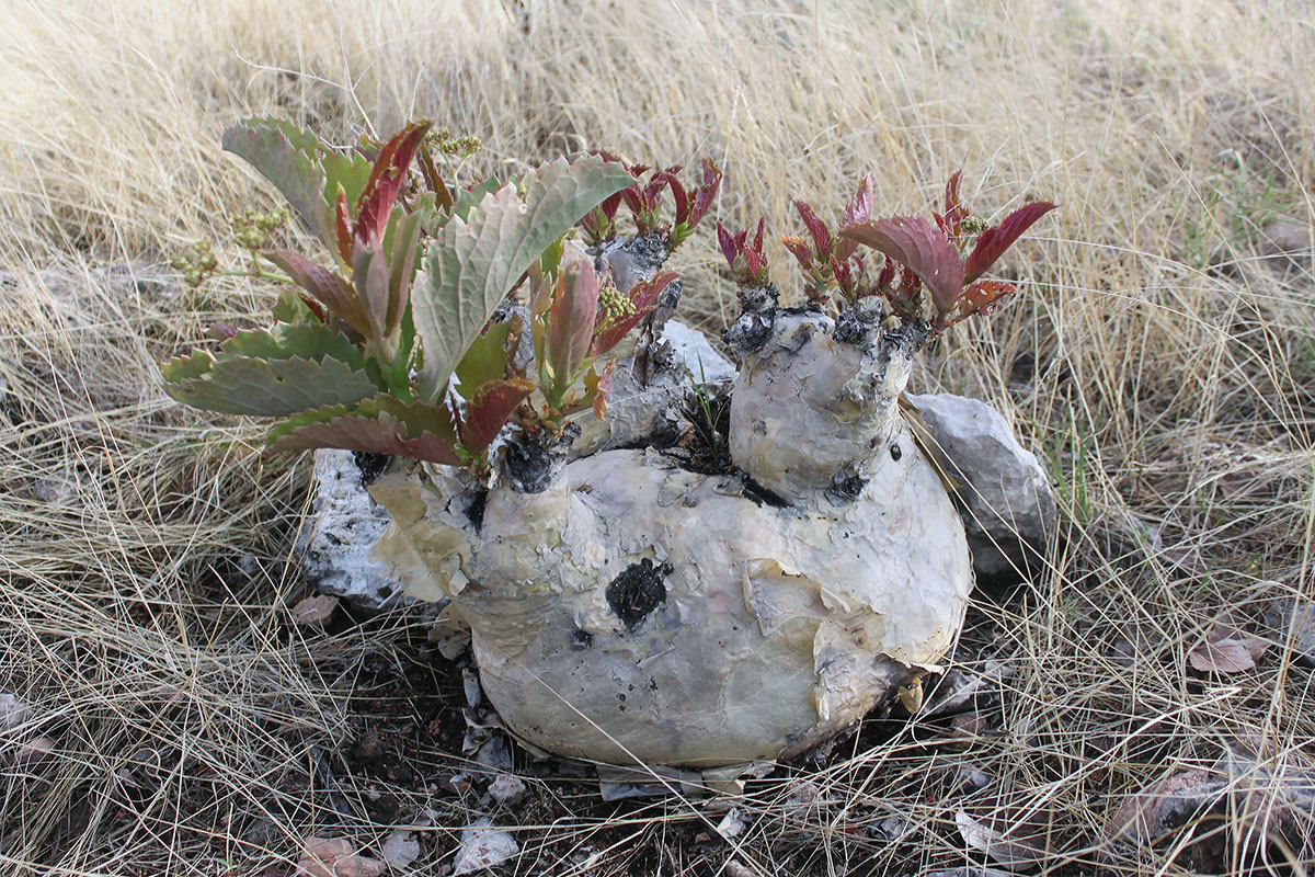 Image of genus Cyphostemma specimen.