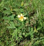 Hypericum ascyron. Цветущее растение. Алтай, южный берег Телецкого озера. 29.07.2010.