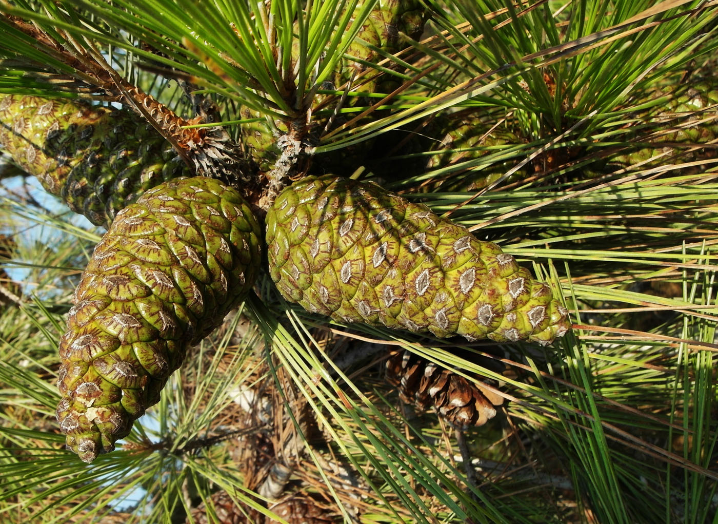 Image of Pinus brutia specimen.