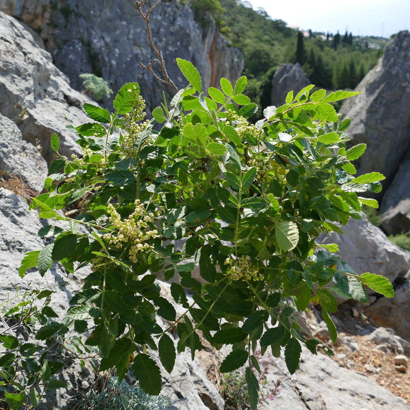 Image of Rhus coriaria specimen.