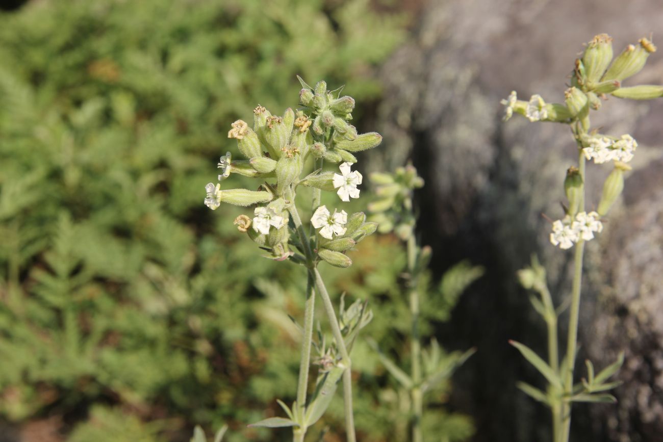 Image of Silene amoena specimen.