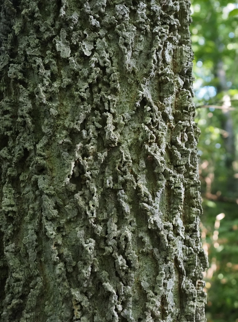 Image of Celtis occidentalis specimen.