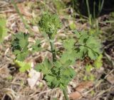 Thalictrum minus