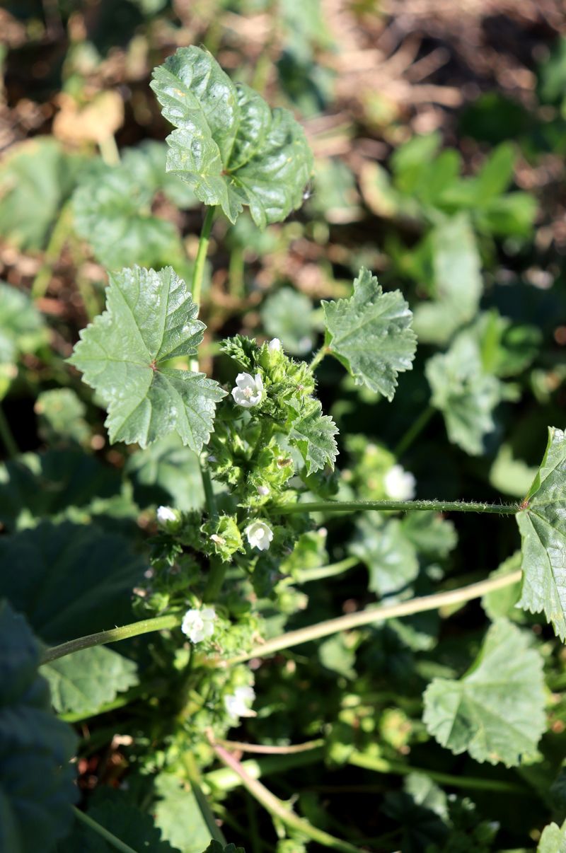 Image of Malva pusilla specimen.