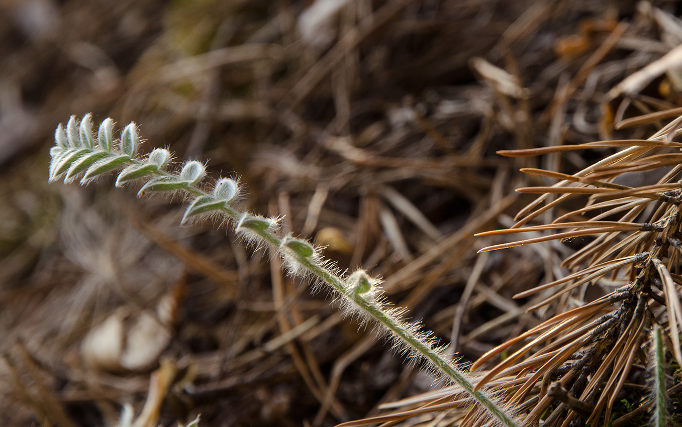 Изображение особи Oxytropis kungurensis.