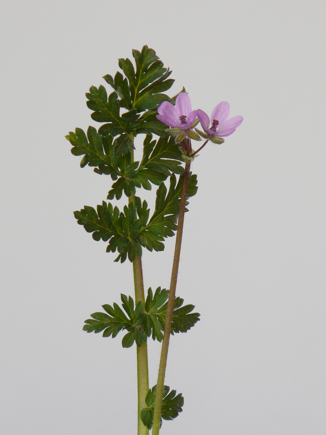 Изображение особи Erodium cicutarium.