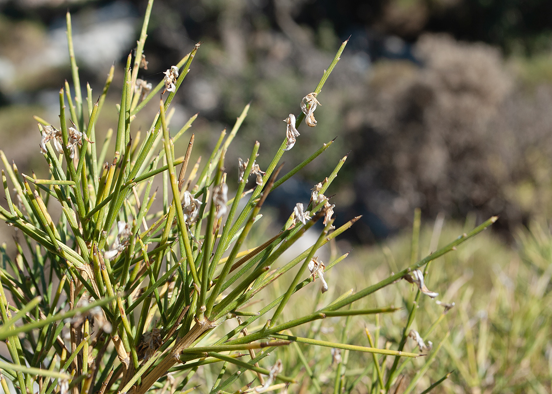 Image of Genista acanthoclada specimen.