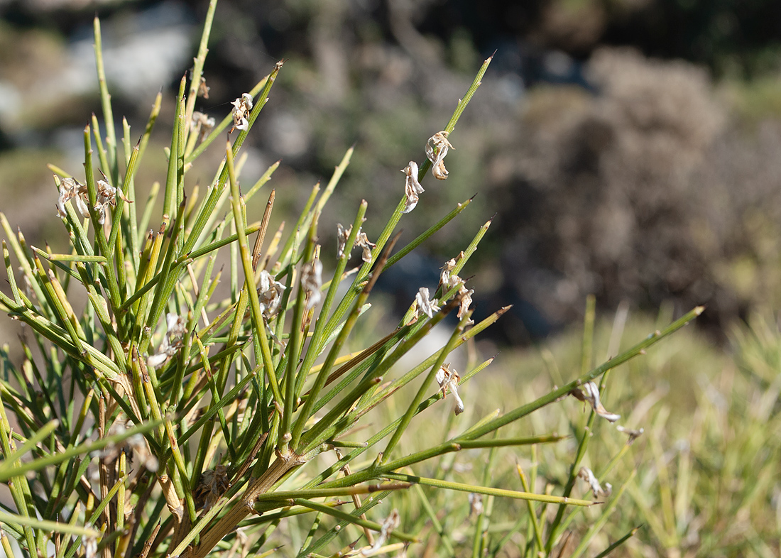 Изображение особи Genista acanthoclada.