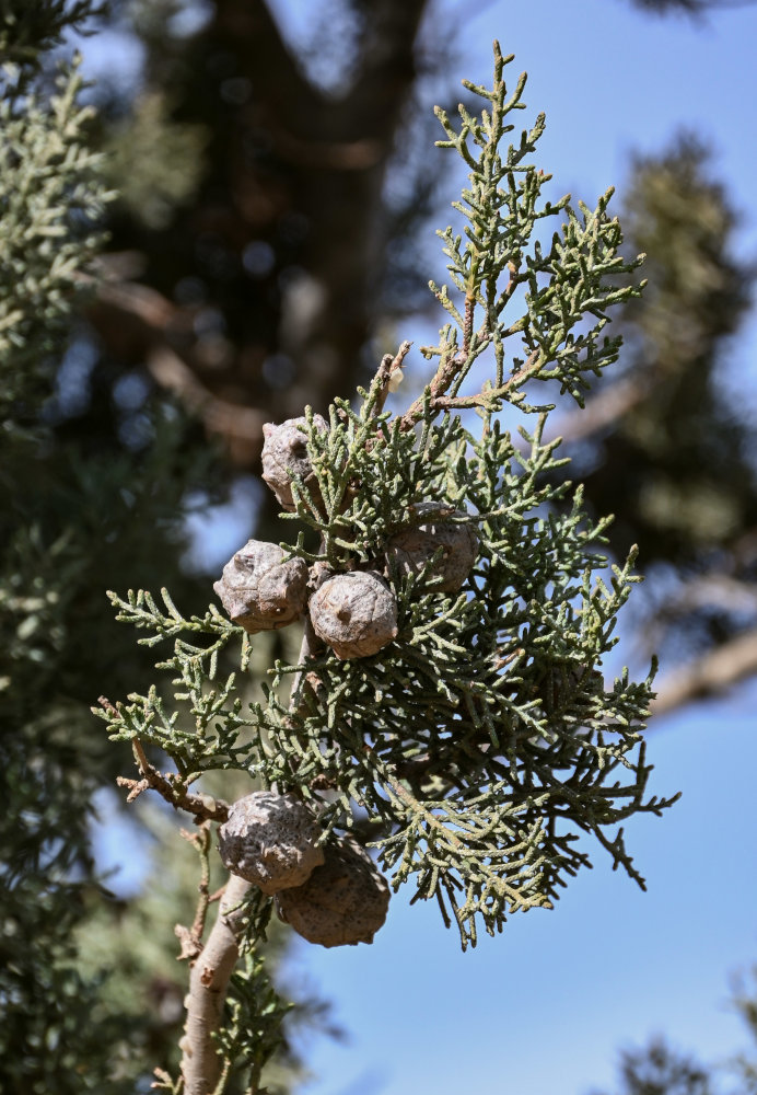 Изображение особи Cupressus atlantica.