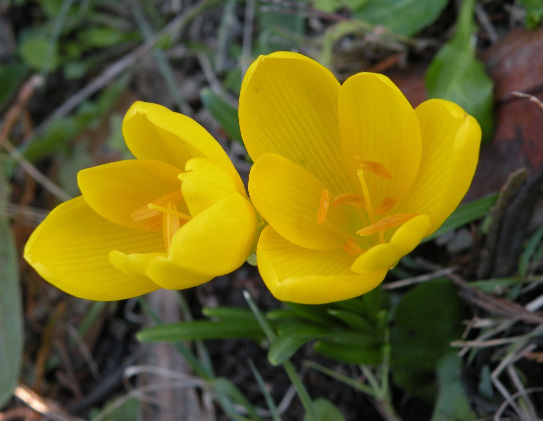 Image of Sternbergia lutea specimen.