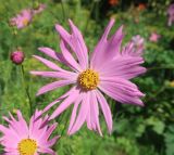 Cosmos bipinnatus