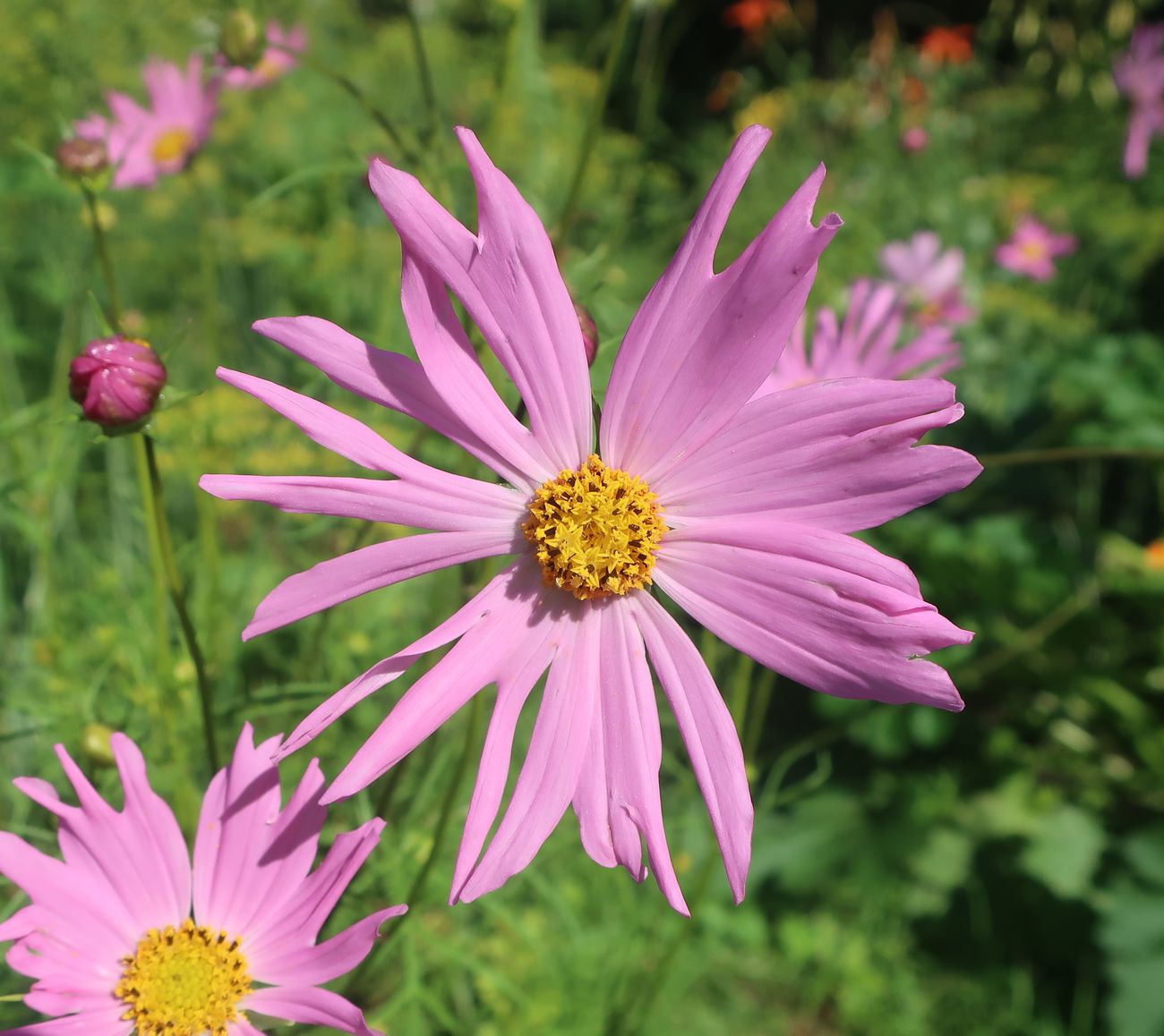 Изображение особи Cosmos bipinnatus.