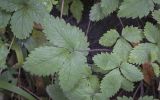 Potentilla micrantha