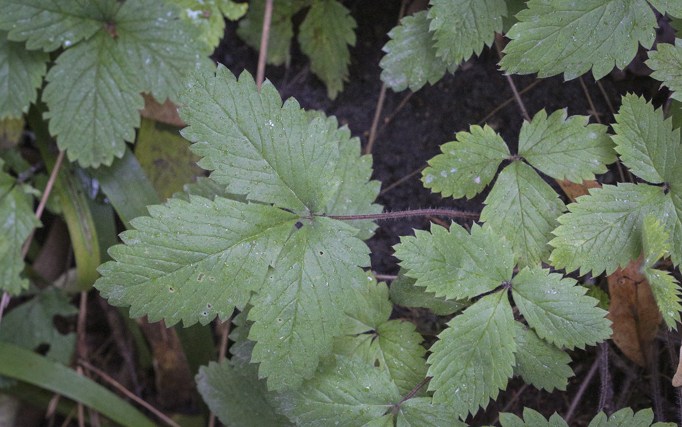 Image of Potentilla micrantha specimen.