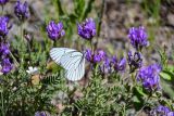 Astragalus danicus