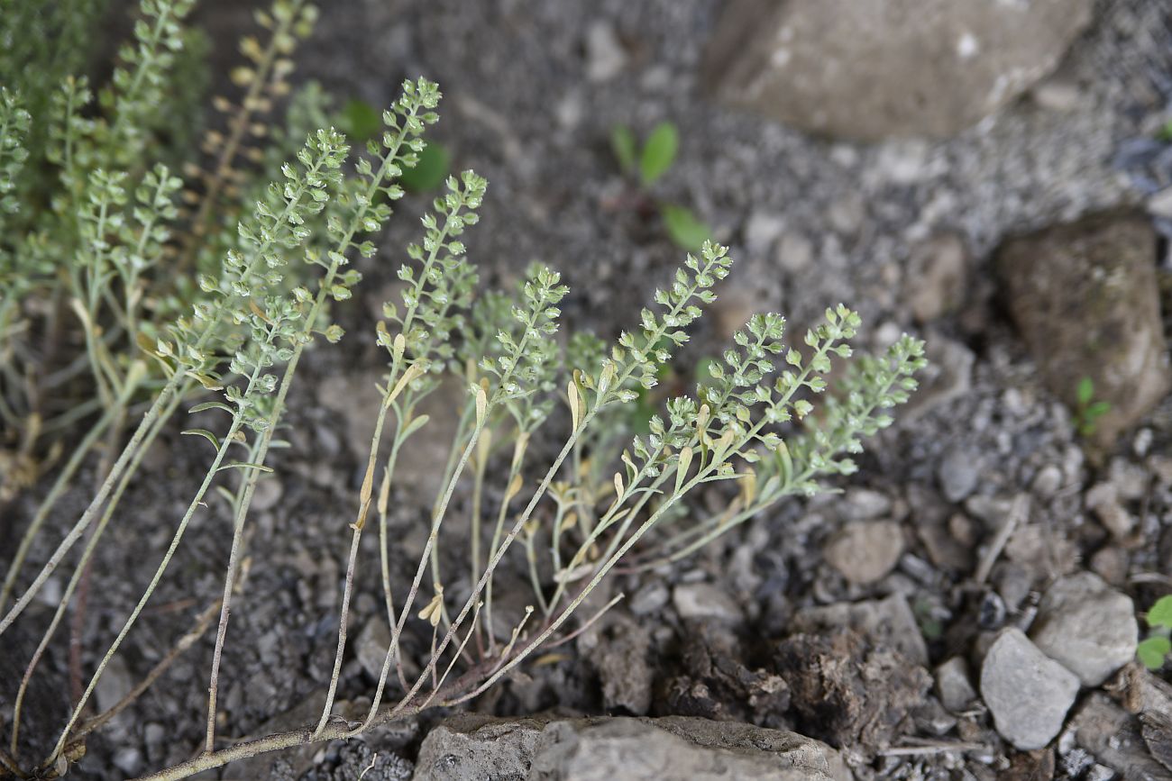 Изображение особи Alyssum simplex.