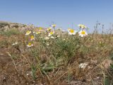 Anthemis ruthenica. Цветущее растение. Крым, Керченский п-ов, мыс Казантип, песчано-ракушечный пляж. 26.05.2018.