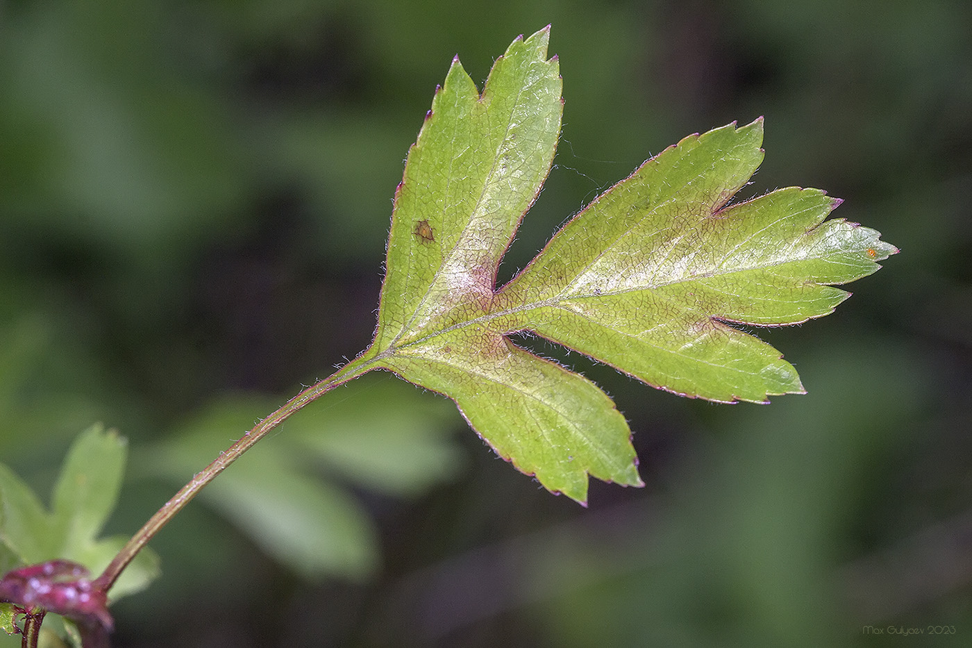 Image of Crataegus stevenii specimen.