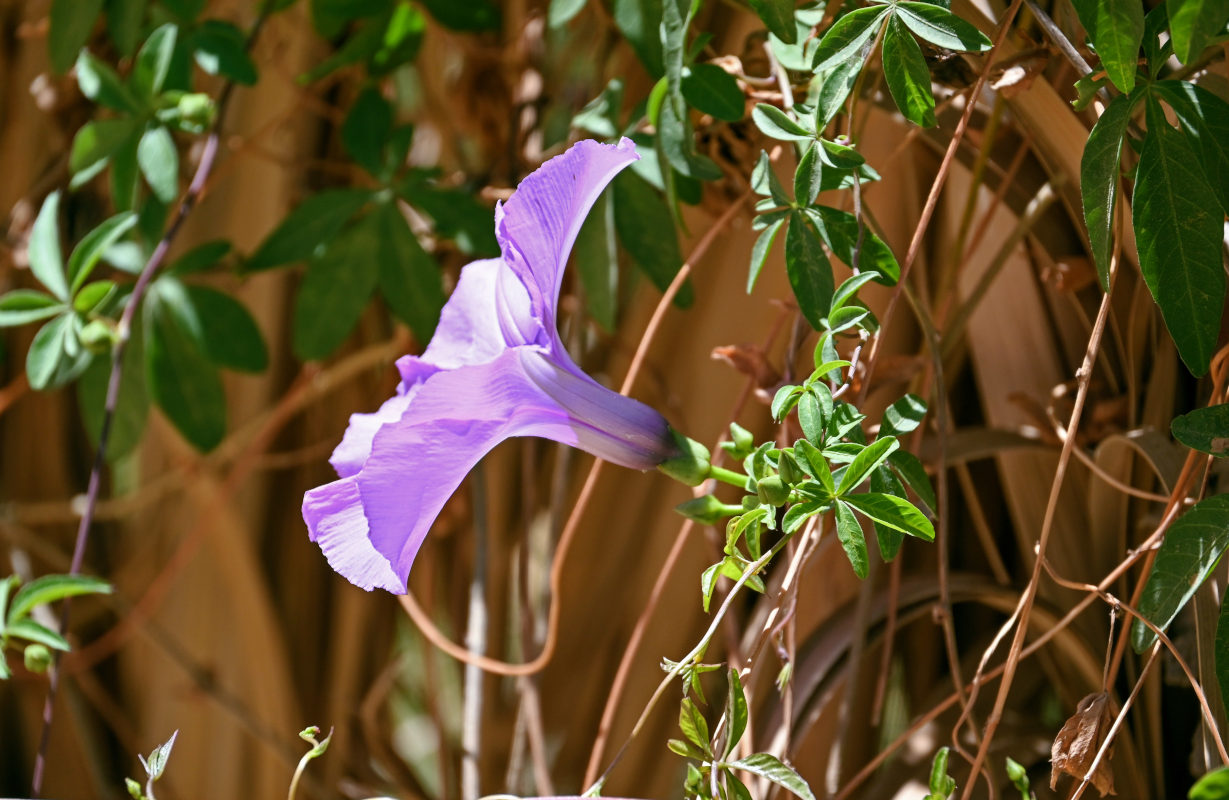 Image of Ipomoea cairica specimen.