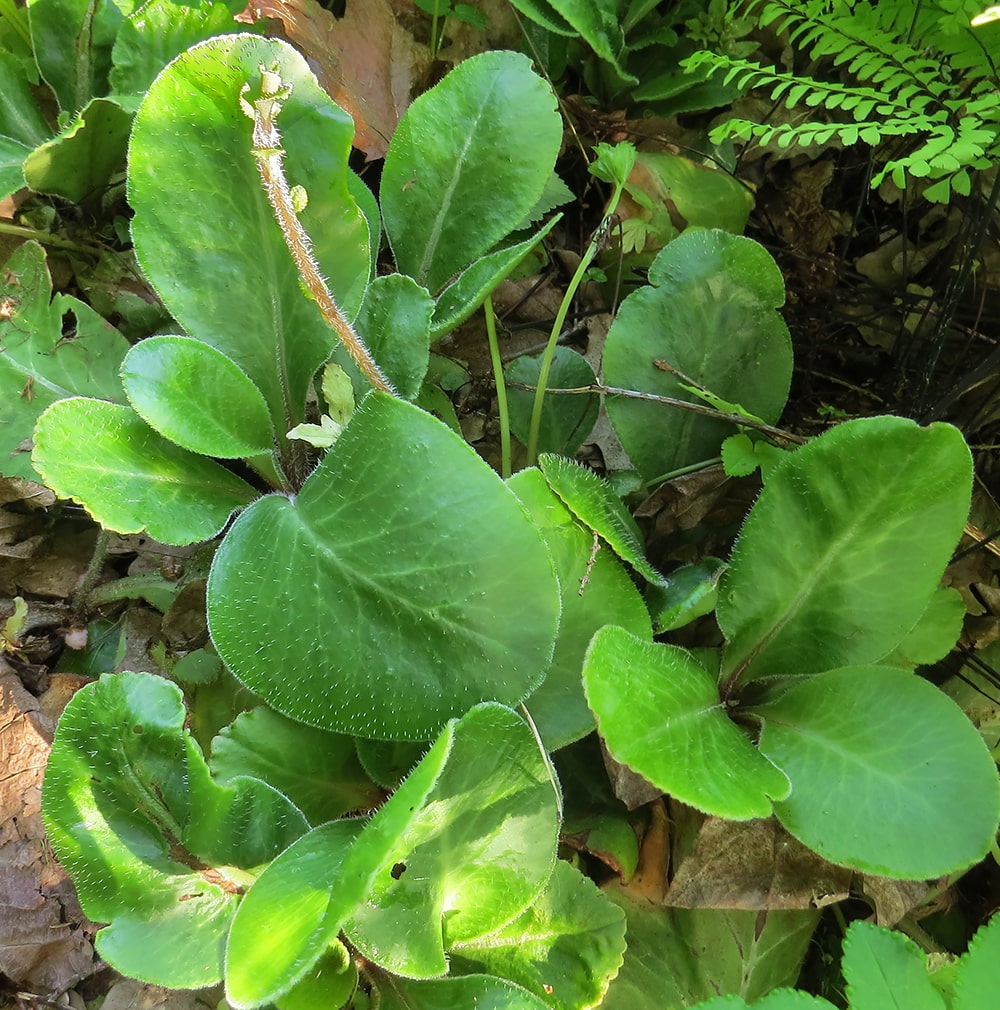 Image of Chrysosplenium macrophyllum specimen.