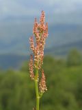 Rumex tuberosus. Соцветие. Адыгея, Кавказский биосферный заповедник, долина р. Армянки (Инструкторская Щель), ≈ 2100 м н.у.м., субальпийский луг. 28.06.2023.