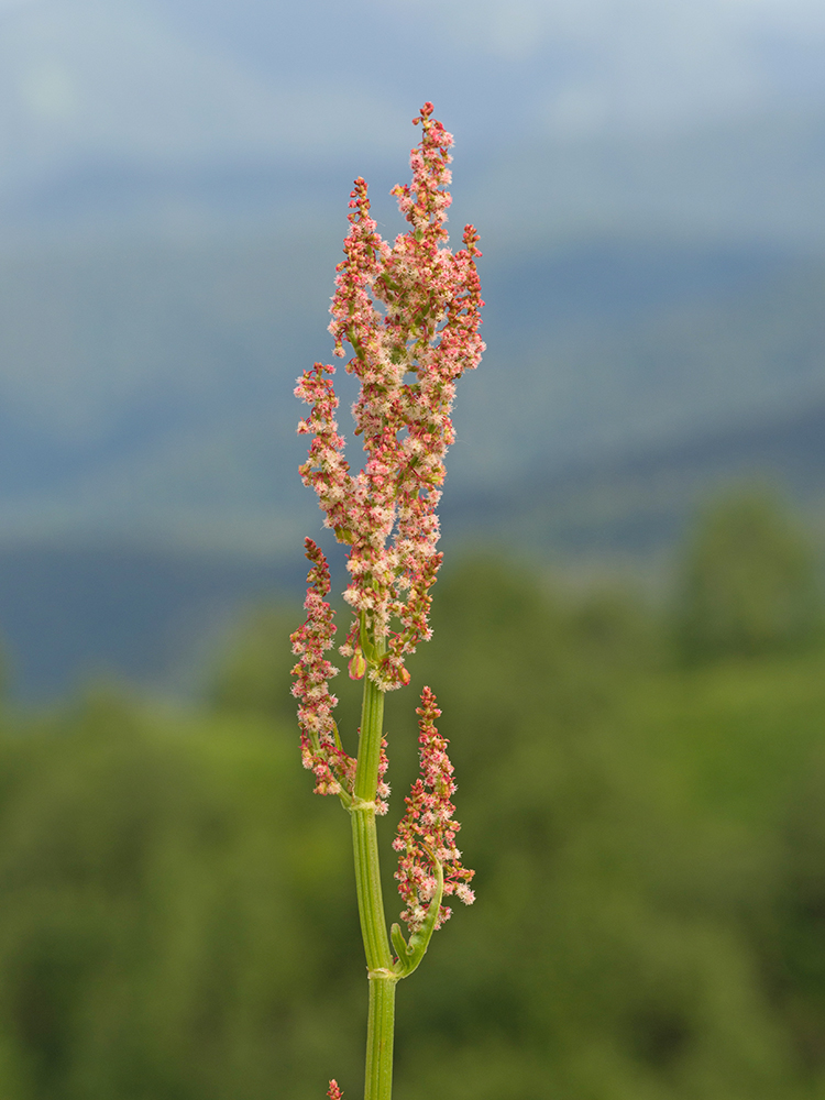 Image of Rumex tuberosus specimen.