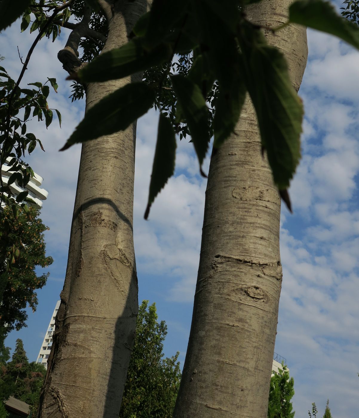 Image of Celtis australis specimen.