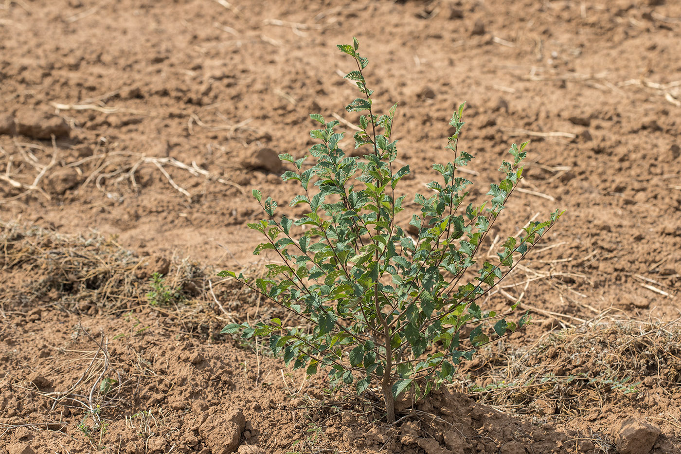 Изображение особи Ulmus pumila.