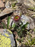 Erigeron venustus