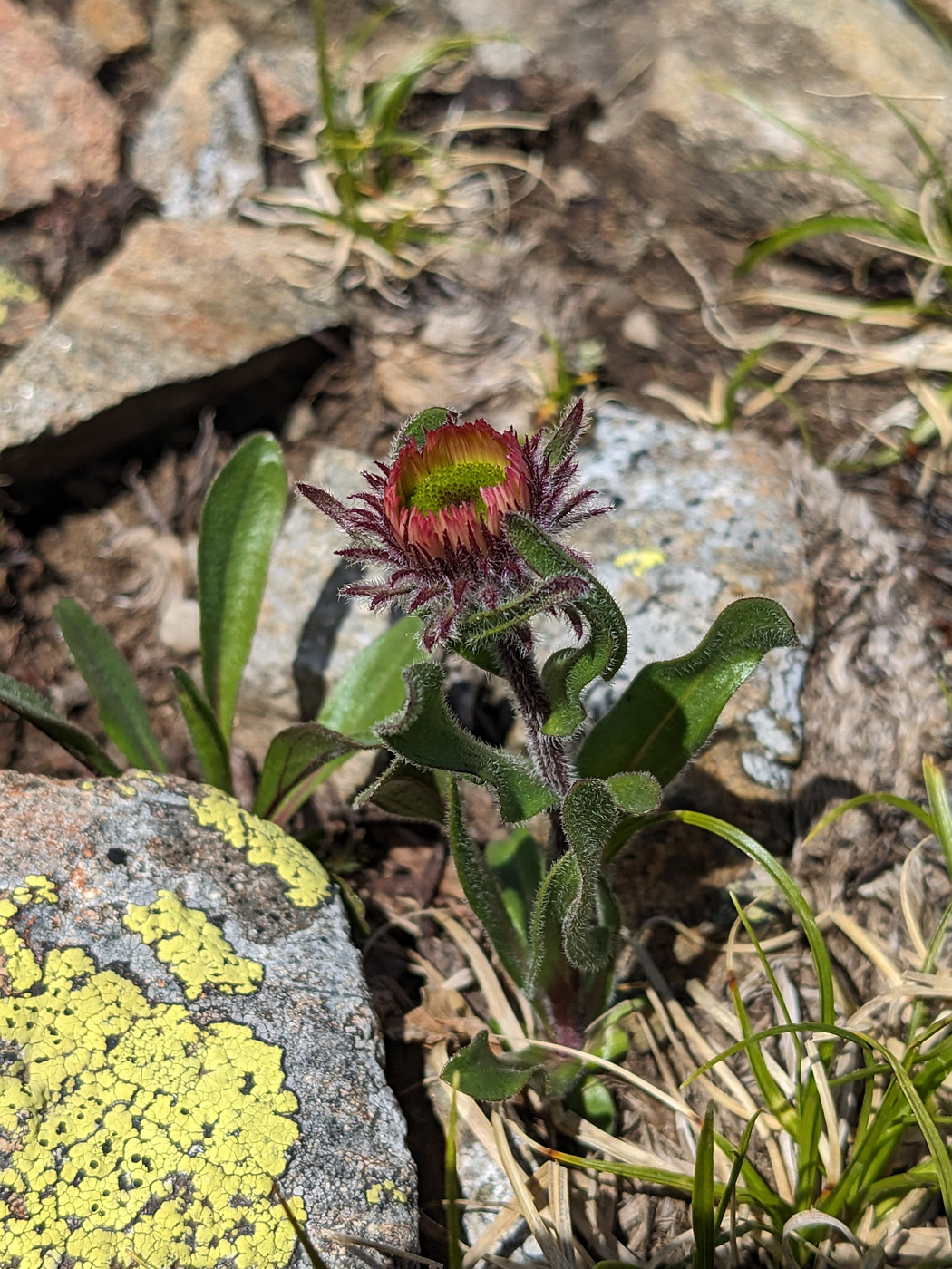 Изображение особи Erigeron venustus.