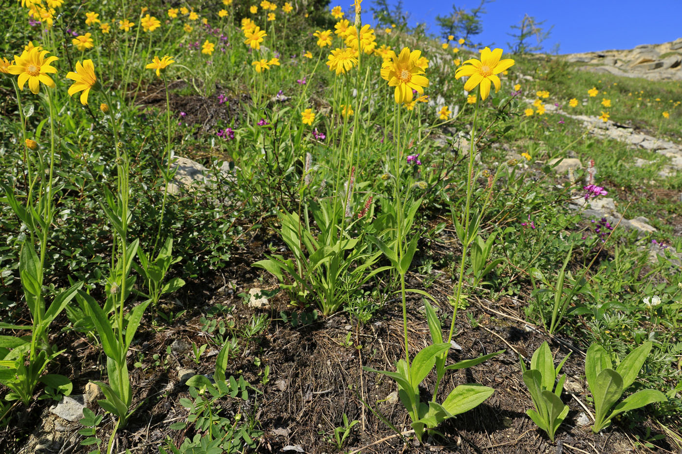 Image of Arnica iljinii specimen.