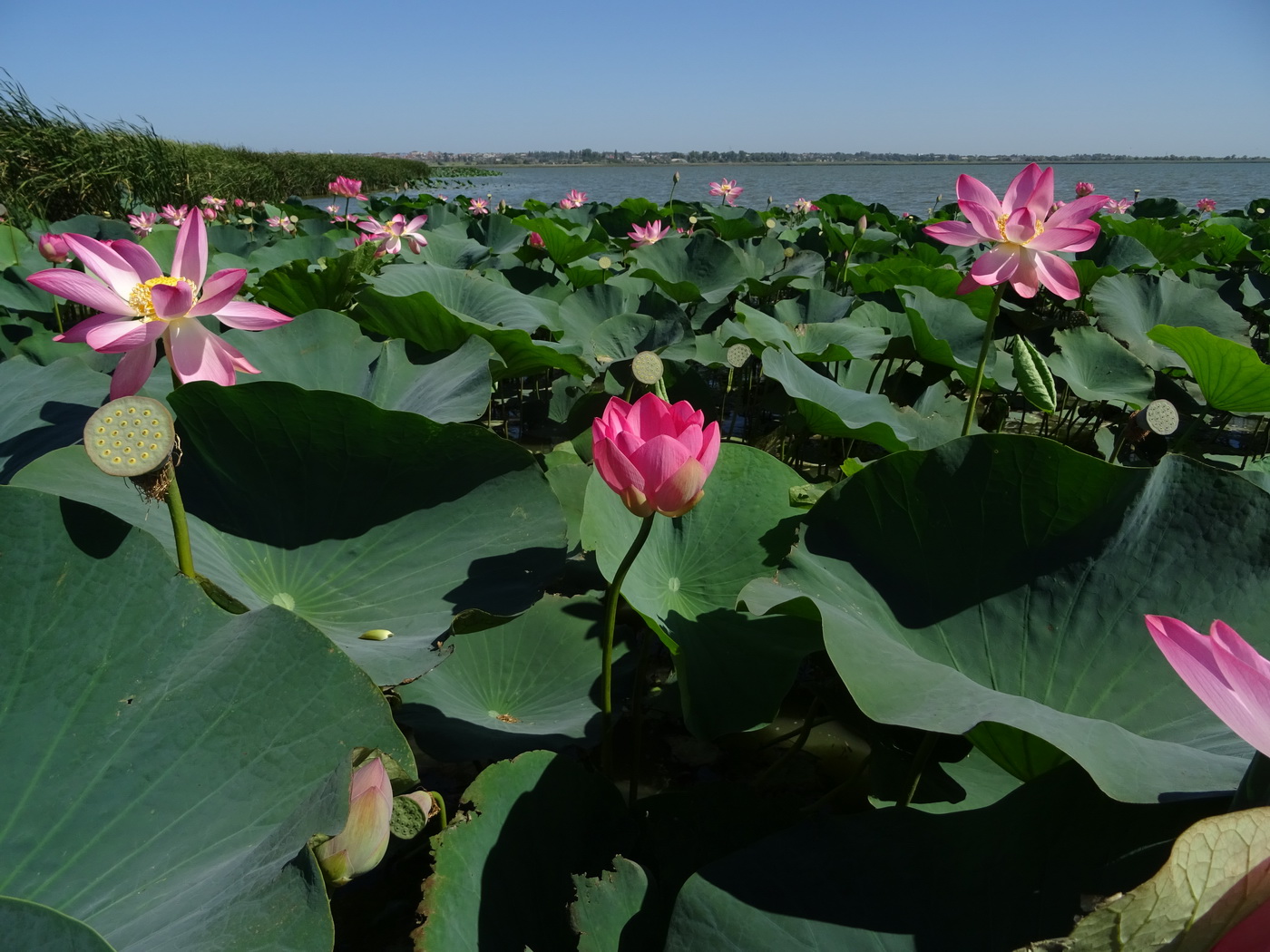 Image of Nelumbo caspica specimen.