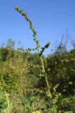 Atriplex prostrata