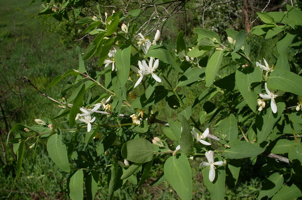 Image of Lonicera tatarica specimen.
