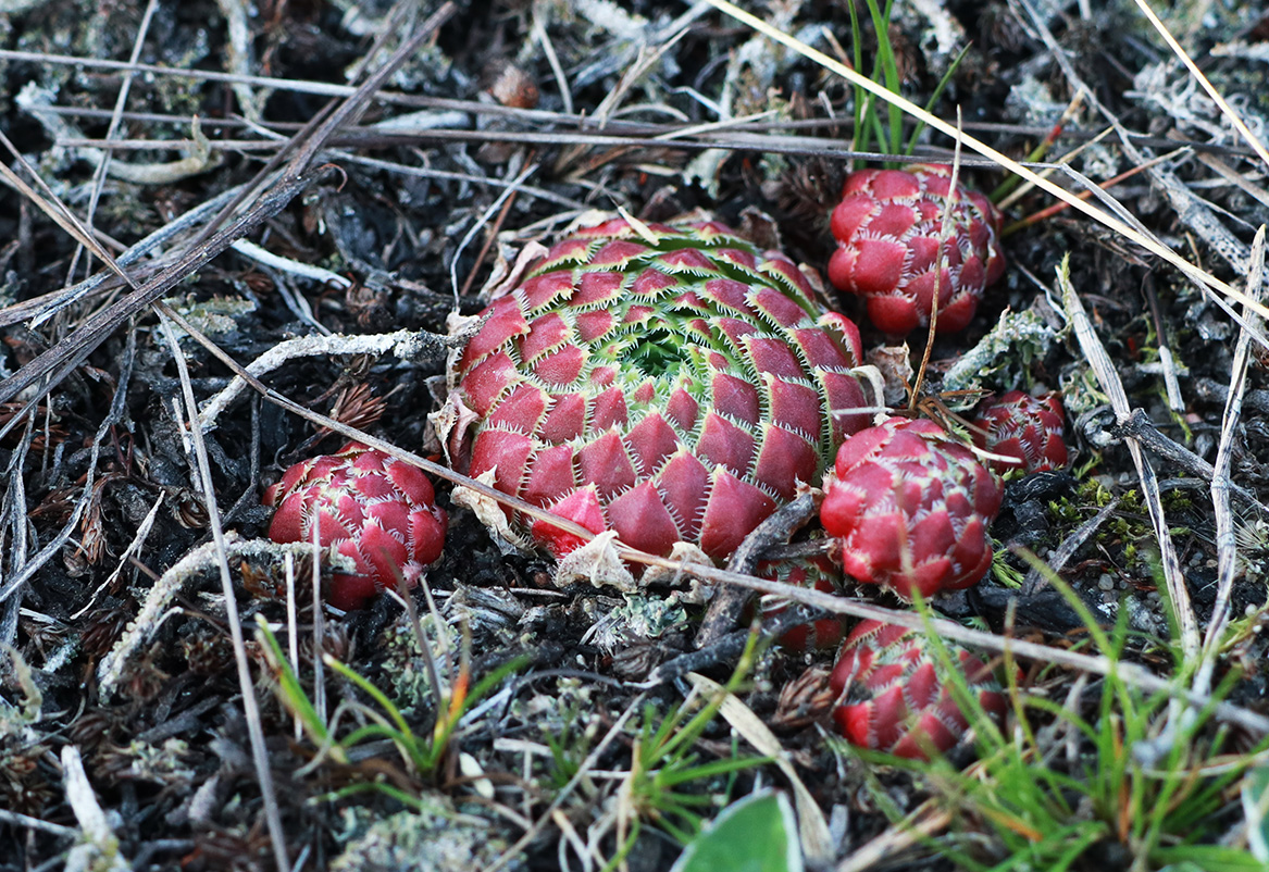 Image of Jovibarba globifera specimen.