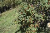 genus Rosa. Часть кроны плодоносящего растения. Испания, Каталония, пров. Жирона, комарка Рипольес, муниципалитет Сеткасес, окр. н.п. Сеткасес, ≈1500 м н.у.м., южный склон горы Puig d’en Santana, опушка смешанного леса. 08.10.2023.