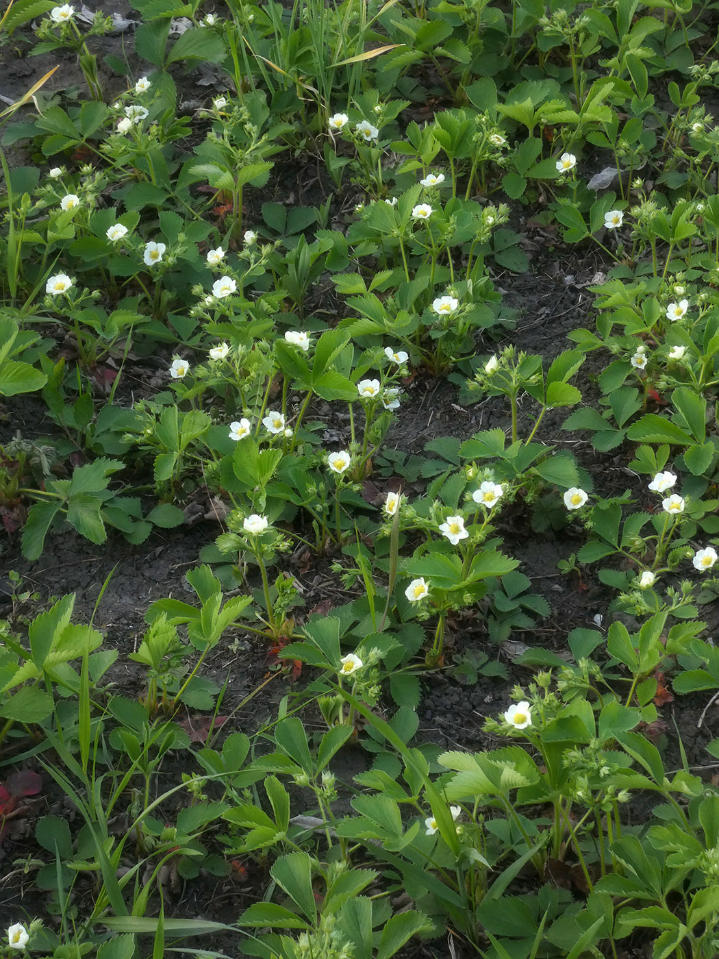 Image of Fragaria &times; ananassa specimen.