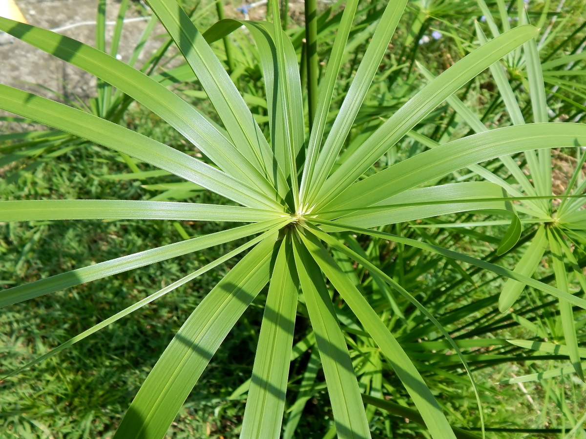 Изображение особи Cyperus alternifolius.