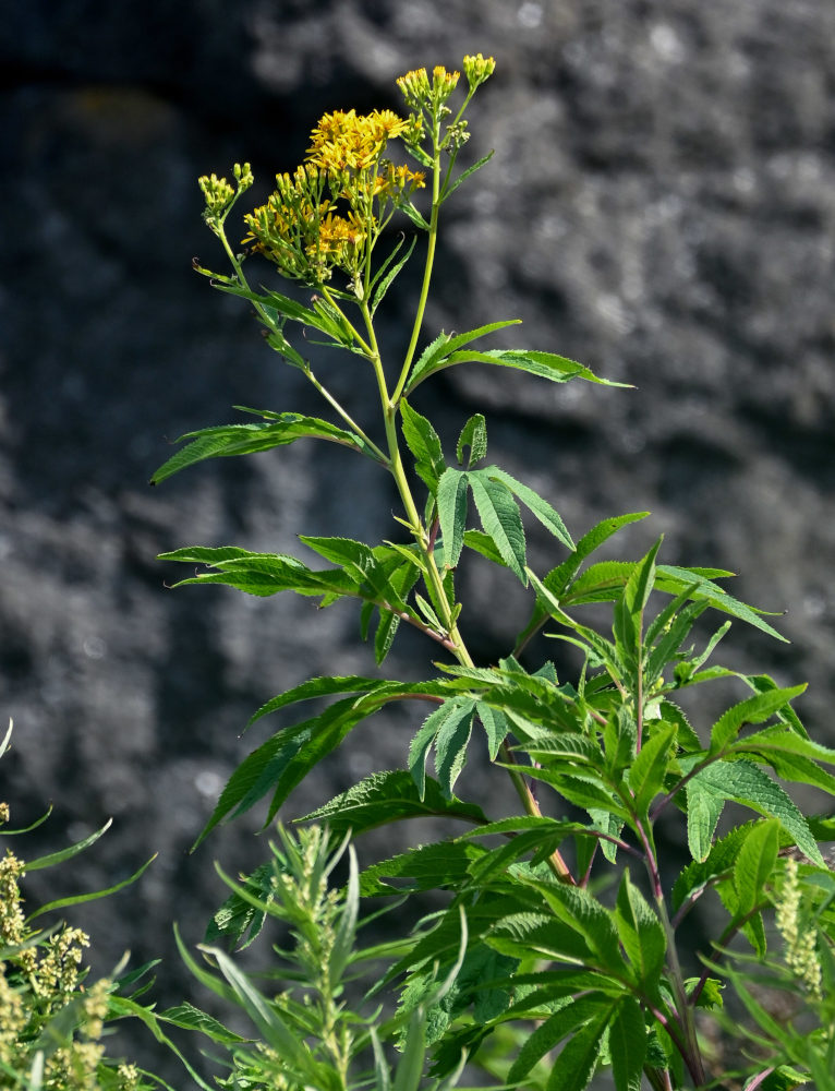 Изображение особи Senecio cannabifolius.