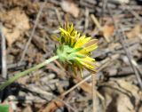 genus Taraxacum. Верхушка побега с соцветием. Бурятия, Иволгинский р-н, у ж.-д. моста, левый берег реки Селенга, обочина дороги. 22.05.2023.