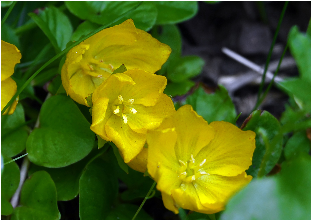 Изображение особи Lysimachia nummularia.